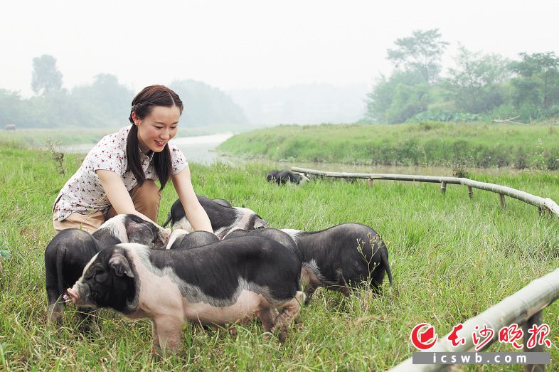 宁乡流沙河镇打造"花猪特色小镇",培育花猪产业链,推动精准扶贫乡村