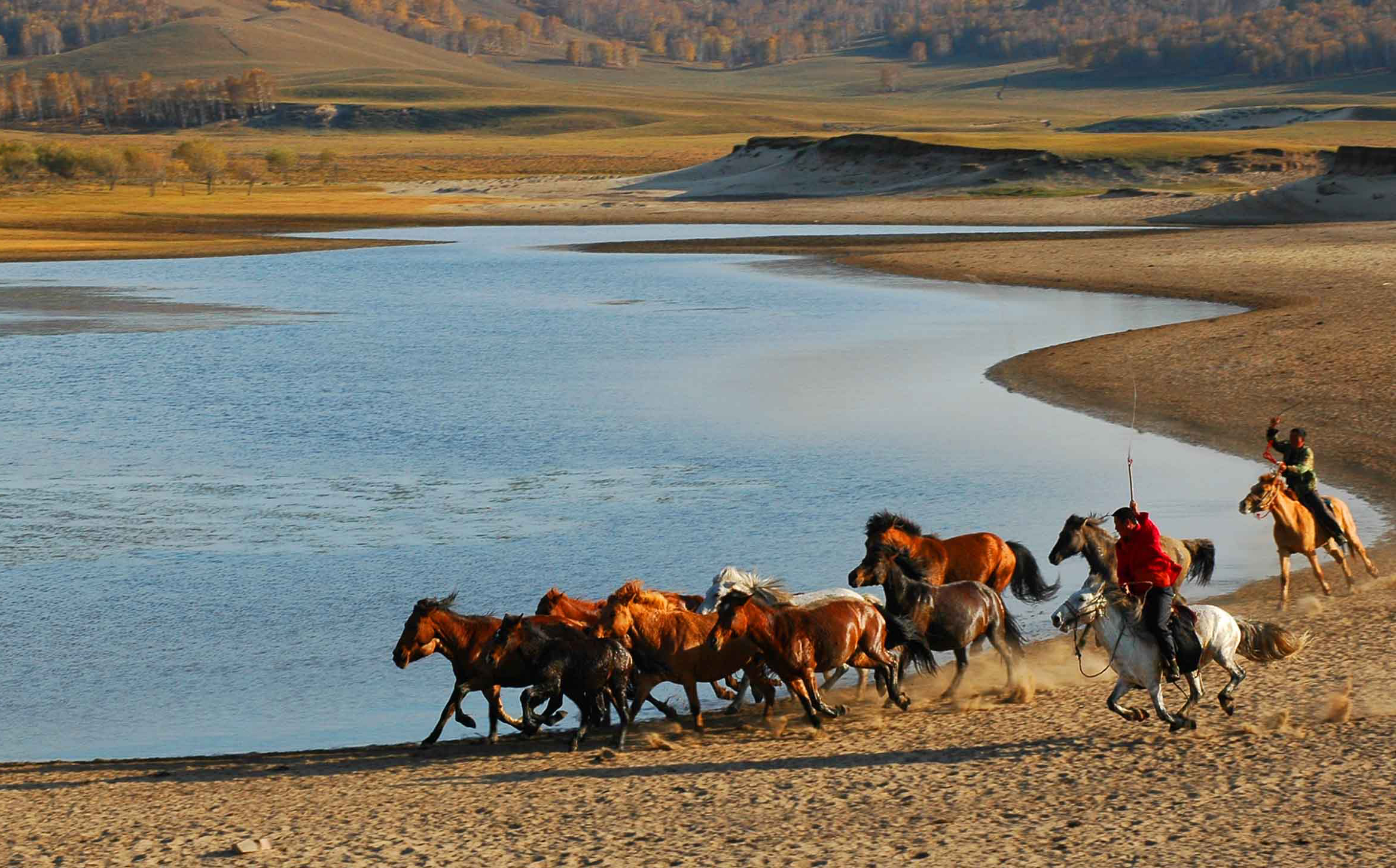 壮观去内蒙古大草原看群马奔腾