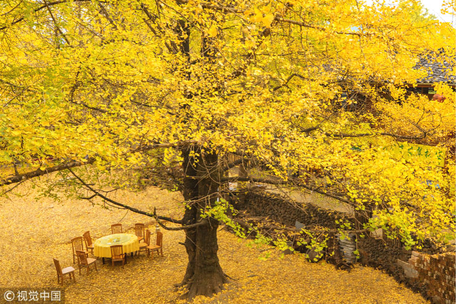 假期结束秋景持续在线 中国最美银杏观赏地湖南有其一