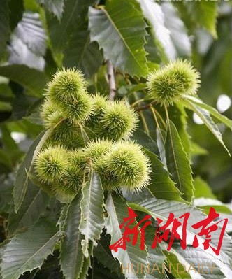 大围山上捡尖栗