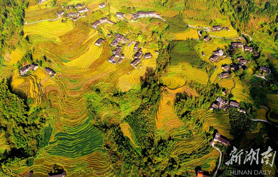 10月9日,桂东县四都镇双溪村,层层叠叠的千亩梯田连片,遍地金黄,美