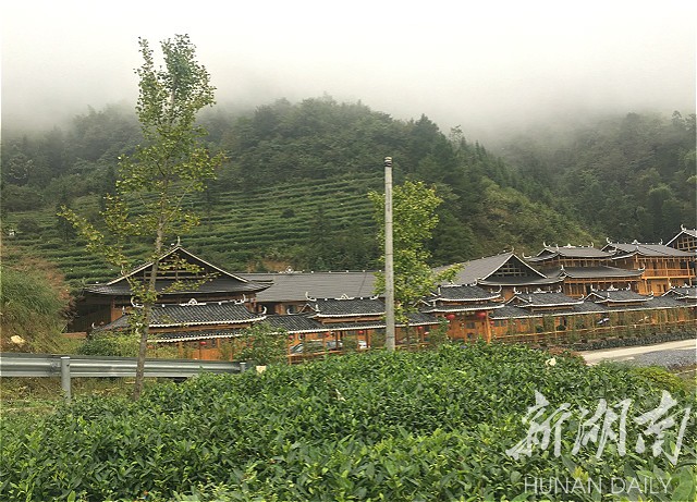 散文丨至新化渠江源问茶,忆茶马古道昔日荣华