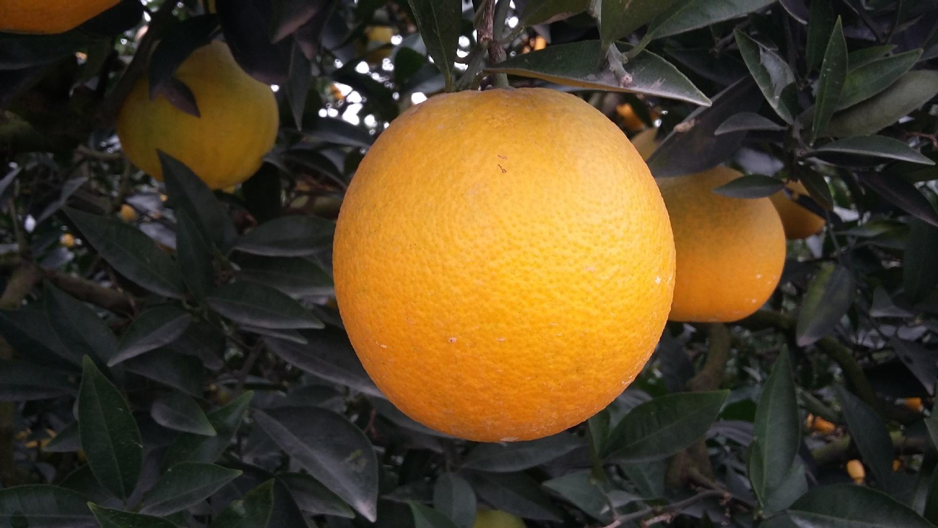 怀化成立“橙乡合作社” 抱团推动冰糖橙产业做大做强
