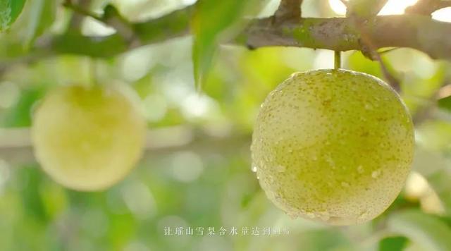 【扶贫公益广告】永州江华“瑶山雪梨”