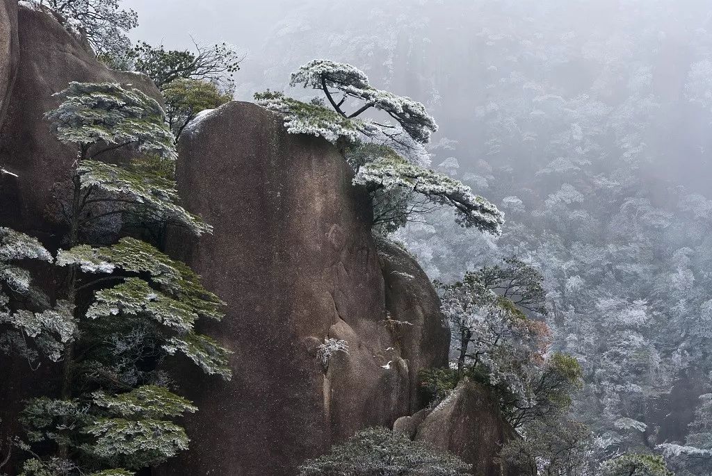 江西三清山的松樹,披著雪霜,依然傲立.圖/視覺中國