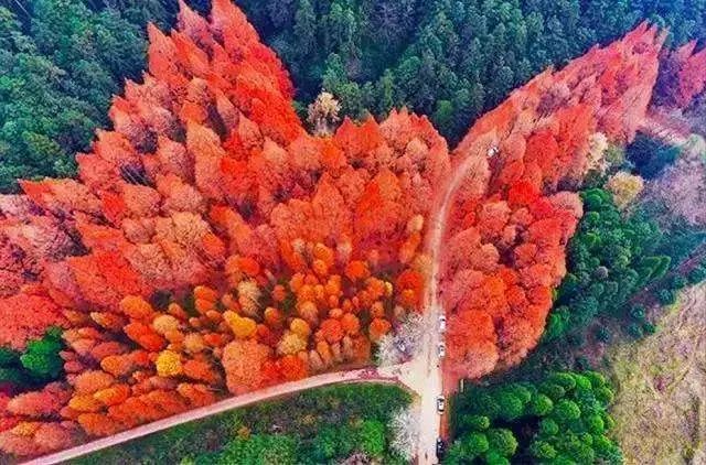 湖南这里有千亩红水杉，秋冬之际染红半边天