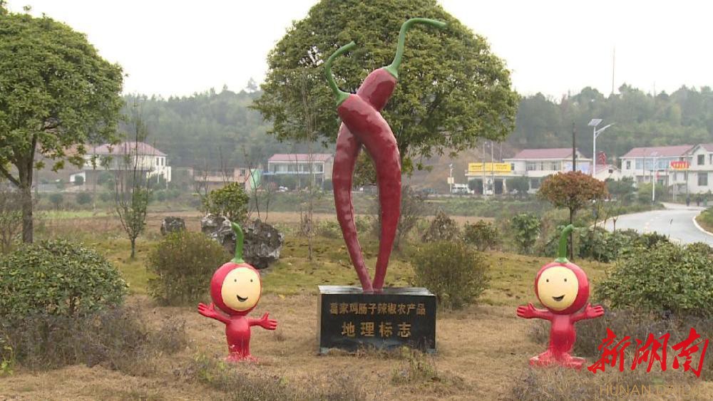 浏阳市国家"农产品地理标志"之三:葛家鸡肠子辣椒