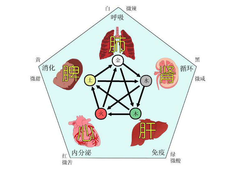 高尿酸病因归根结底还是源于五脏功能失调