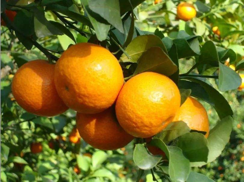 永顺县举行柑橘产销对接活动 现场签订销售2100吨协议