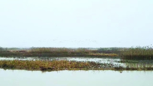湖湘自然笔记｜采桑湖：喧嚣过后，复归宁静