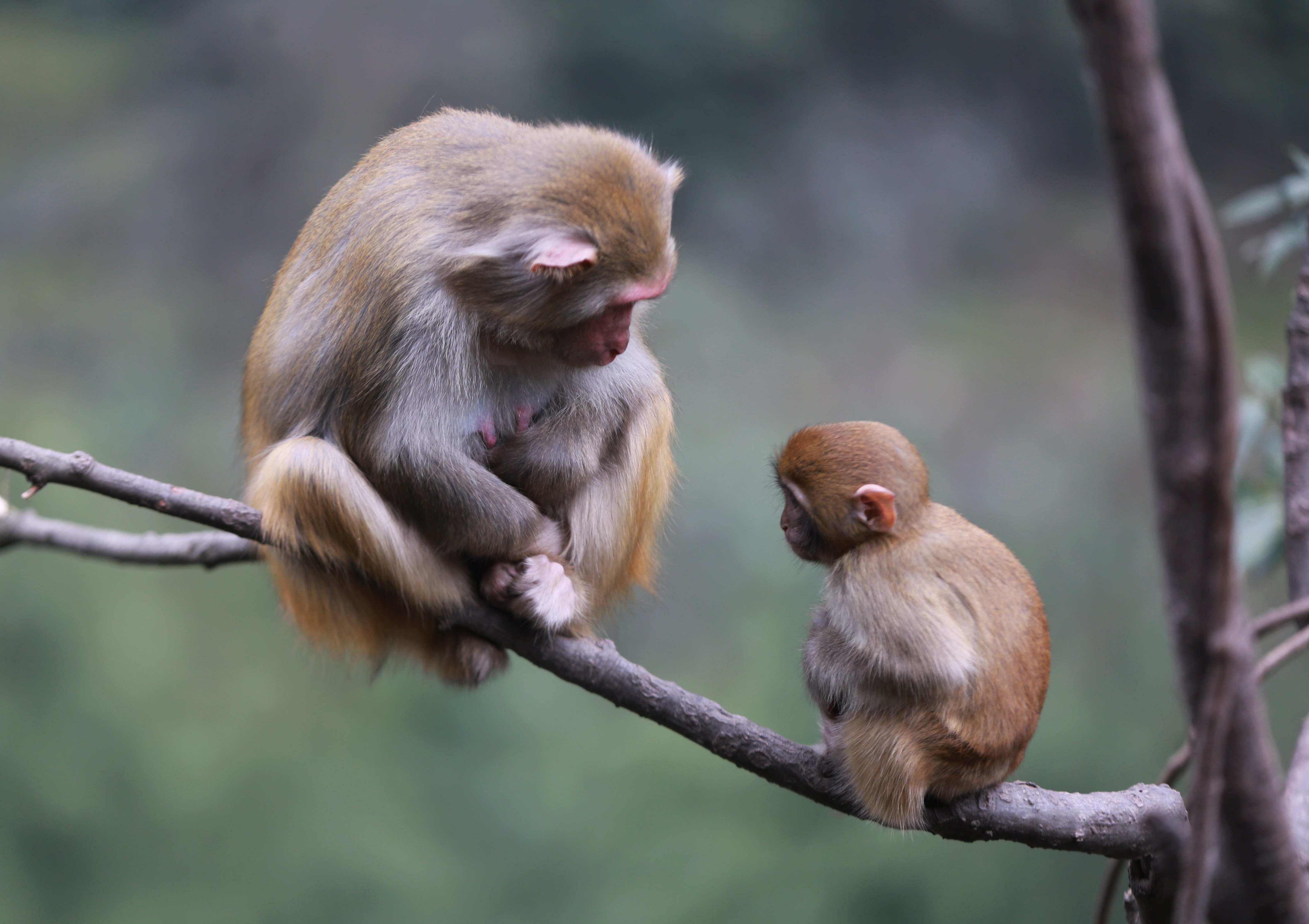 2月24日,在湖南张家界武陵源风景区,猕猴在树上歇息.
