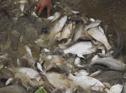 人勤春早：永兴县2.3亿尾鱼苗鱼种供应给养殖户