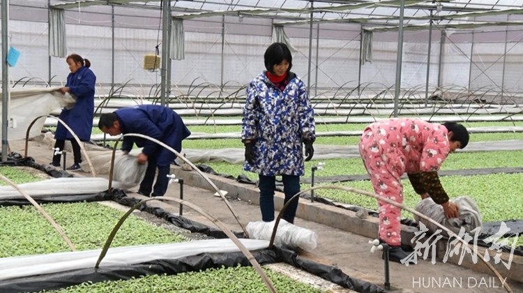 受长期低温多雨影响 永兴县烟苗移栽推迟半月
