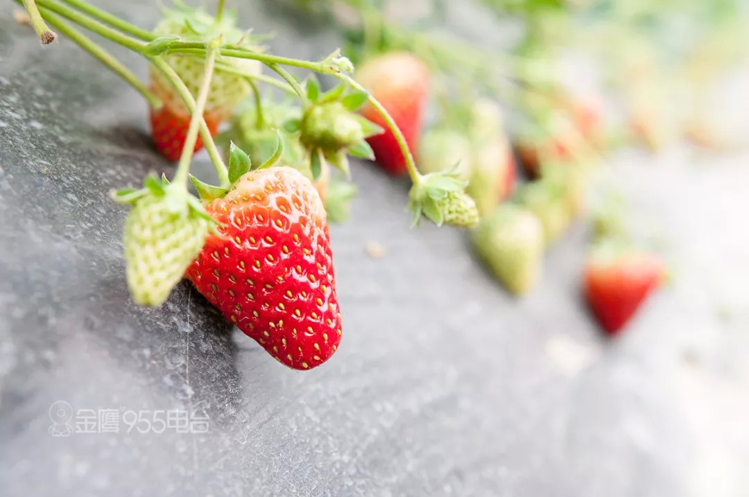 三家草莓的大棚里几乎找不到成熟的草莓,连发青的小草莓都寥寥无几