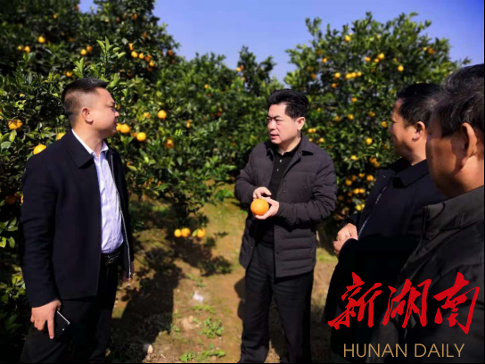 泸溪县县委书记杜晓勇在果园察看