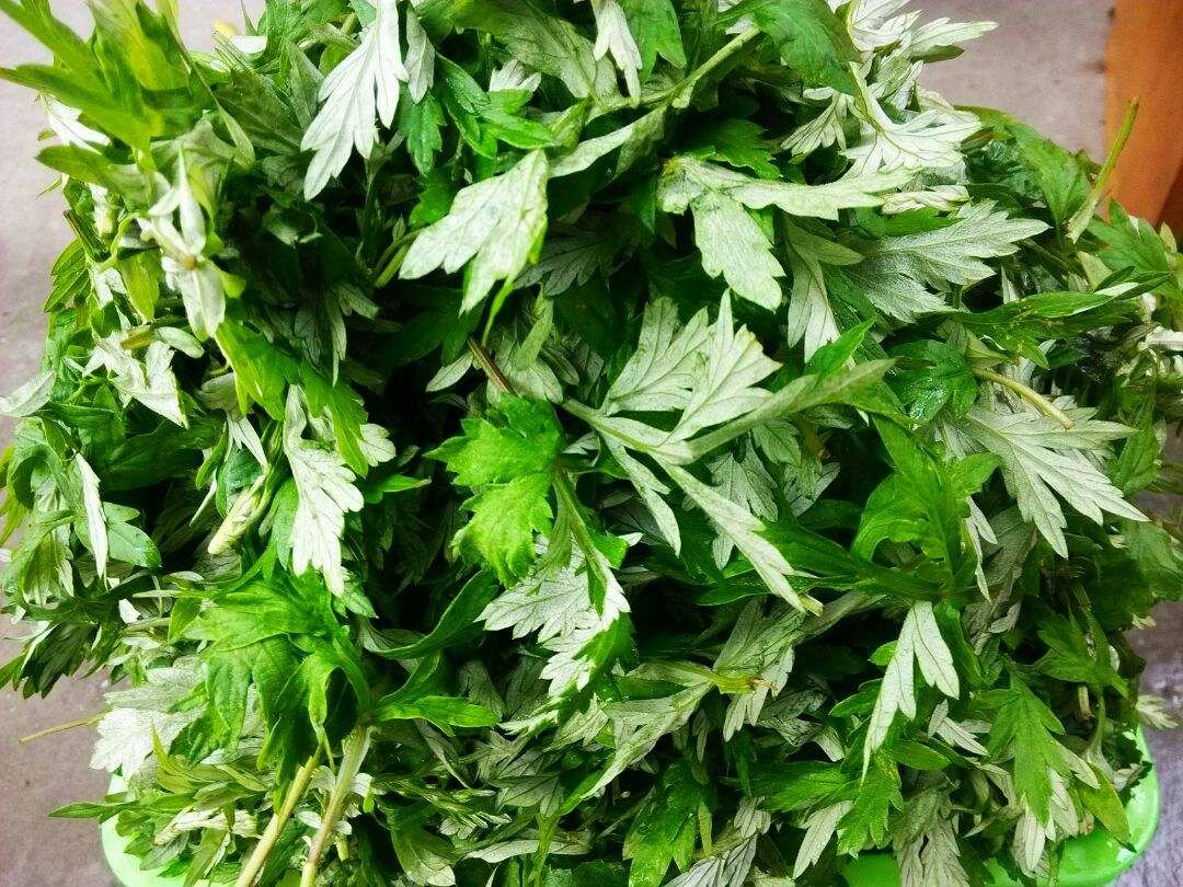 中医认为艾叶具有温经止血,散寒调经等作用.