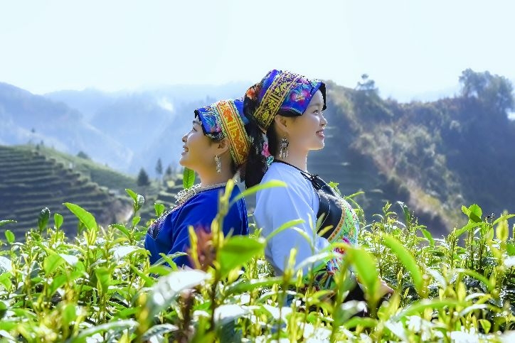 苗山姑娘采春茶