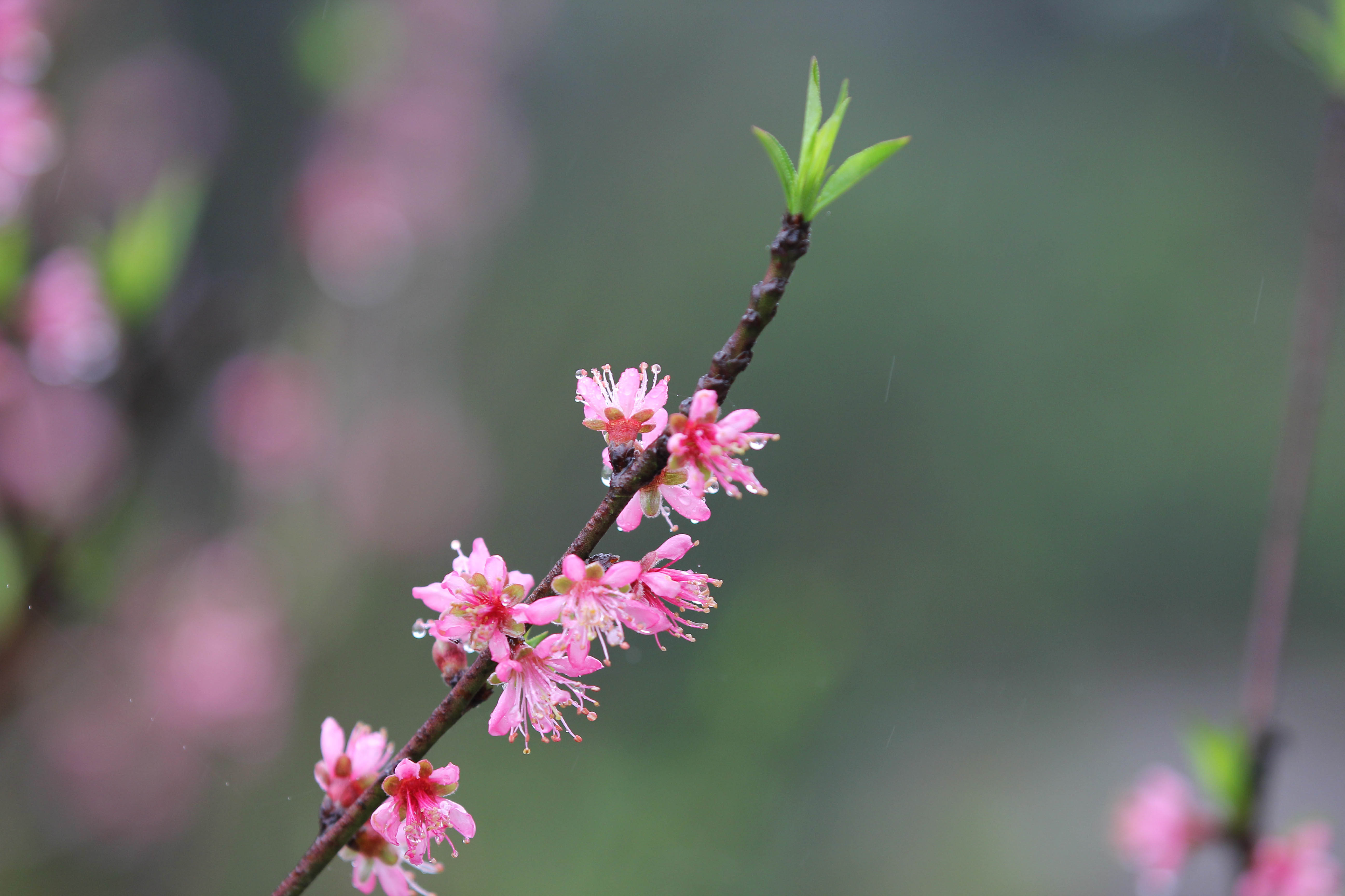 3月17日,在湖南省永州市道县营江街道上汶村,春雨中的桃花娇艳欲滴.