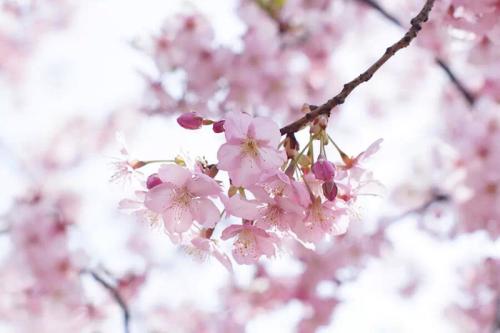 春季赏花指南来了！南京梅花、婺源油菜花、武汉樱花……