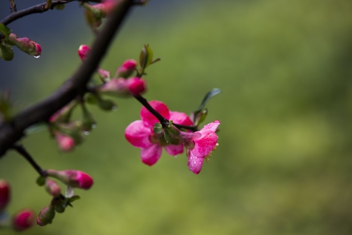 海棠花开春意浓