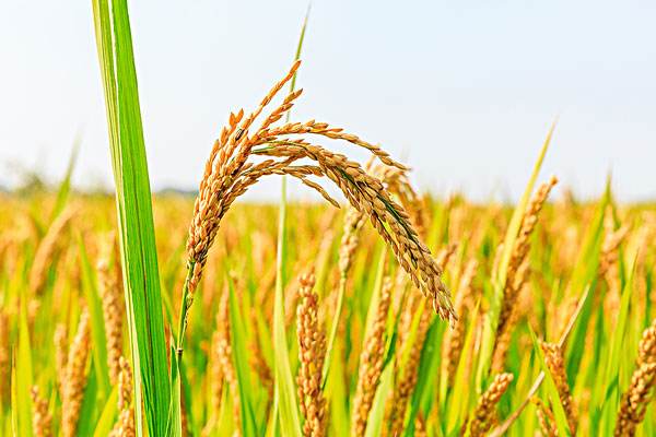 水稻有记性？研究发现水稻对干旱有“记忆”
