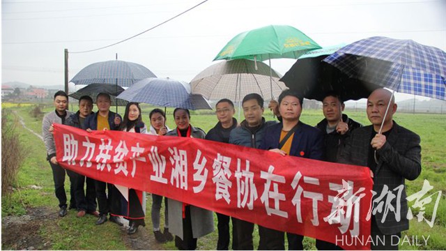 盼助力!壶天扶贫赤松茸蘑菇滞销 湘乡餐协出手相助