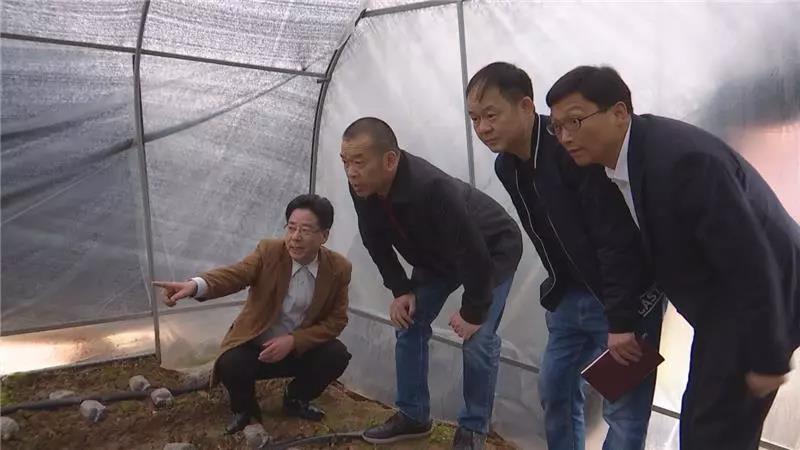 莫汉桃视察羊肚菌特色产业示范园项目