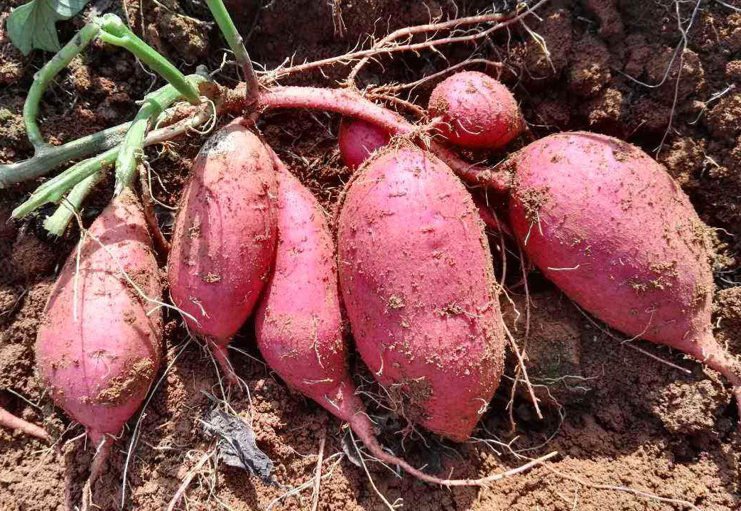 衡东3000亩紫薯种植基地助农脱贫