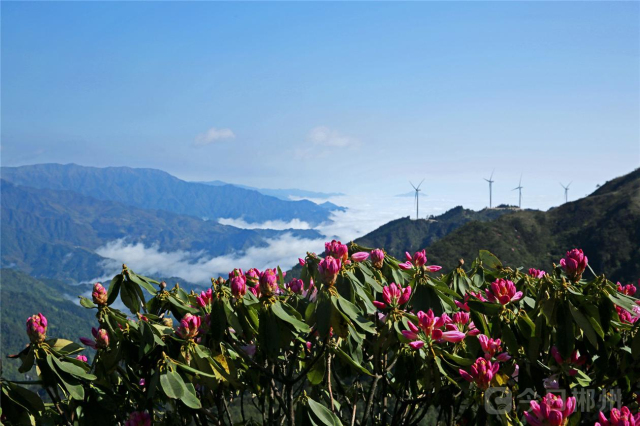 桂东:万洋相思草山"清明"美景分外明丽-新湖南