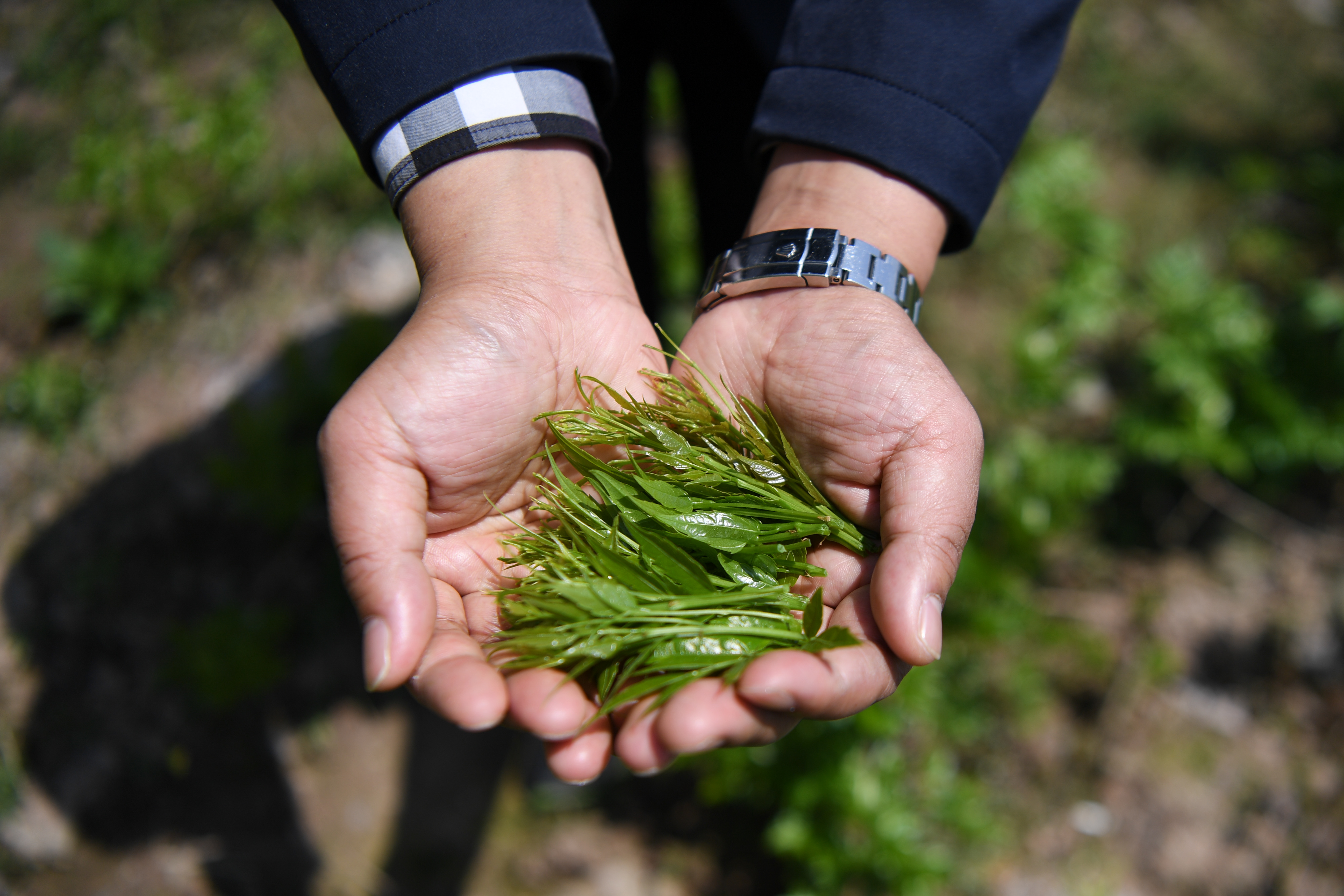 增收    4月12日,在位于张家界市永定区桥头乡熊家逻村中草药种植基地