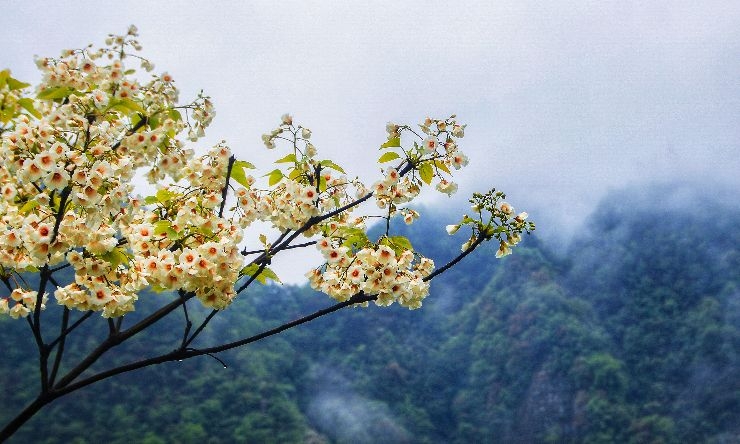 山乡桐花竞相绽放