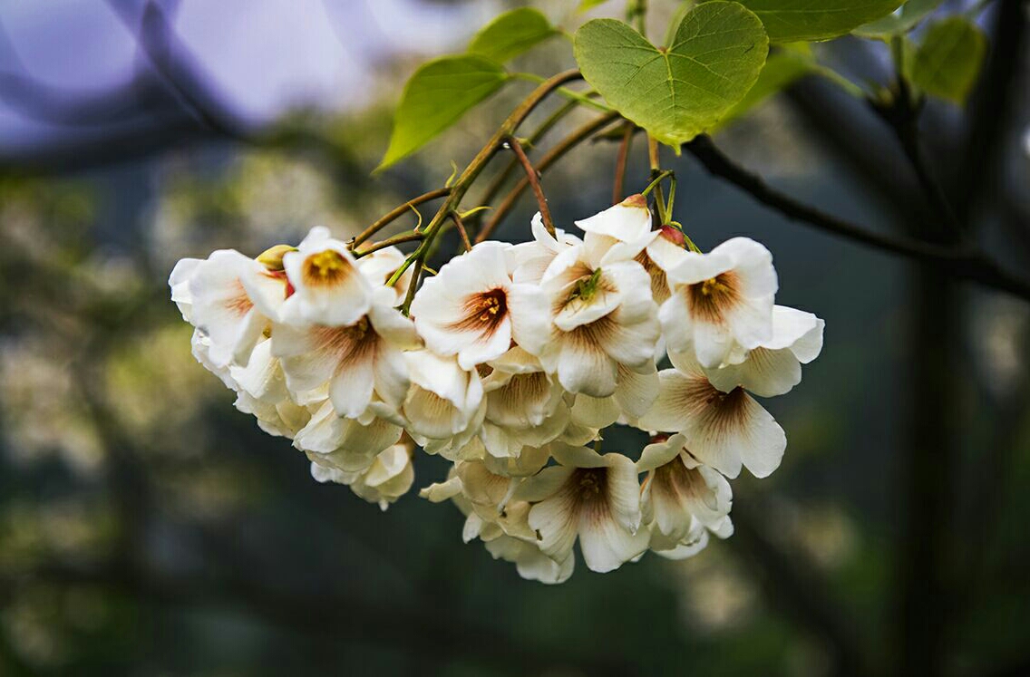 烟雨脉龙桐花