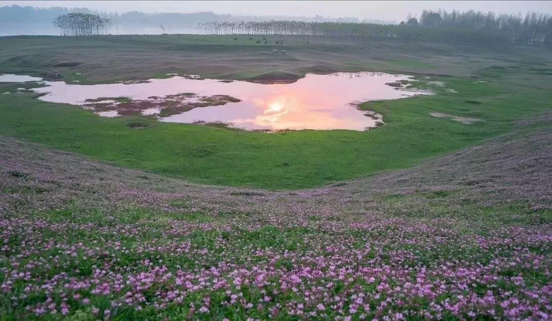 花开丹洲艳河堤  “草原坝上”醉煞人