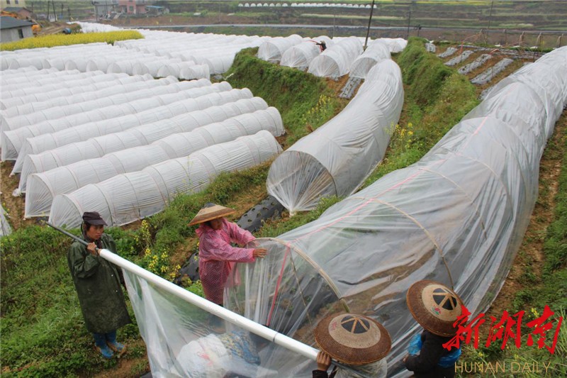 "今年合作社发展小拱棚早熟辣椒210多亩,可以带动200名贫困农户