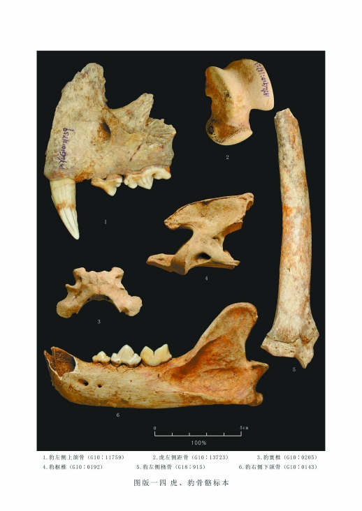 虎,豹骨骼标本湖南省文物考古研究所 供图