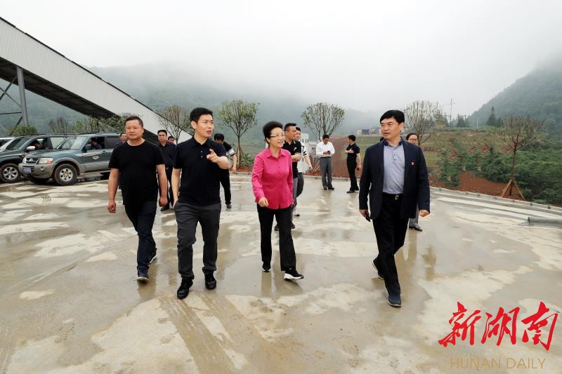 猫儿乡土地坪五采区矿坪桑树种植实验基地里,数百亩桑田枝繁叶茂,长势