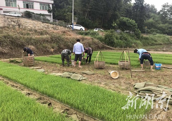 韶山乡：情暖贫困户 卷起袖子帮抛秧