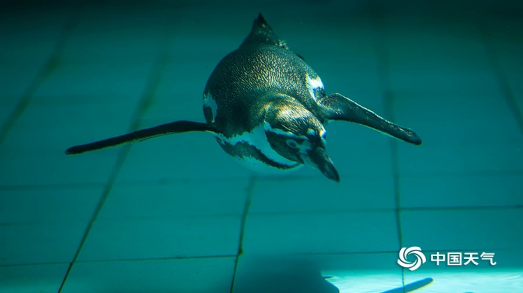 暑热天气 北京动物园呆萌企鹅水中畅游