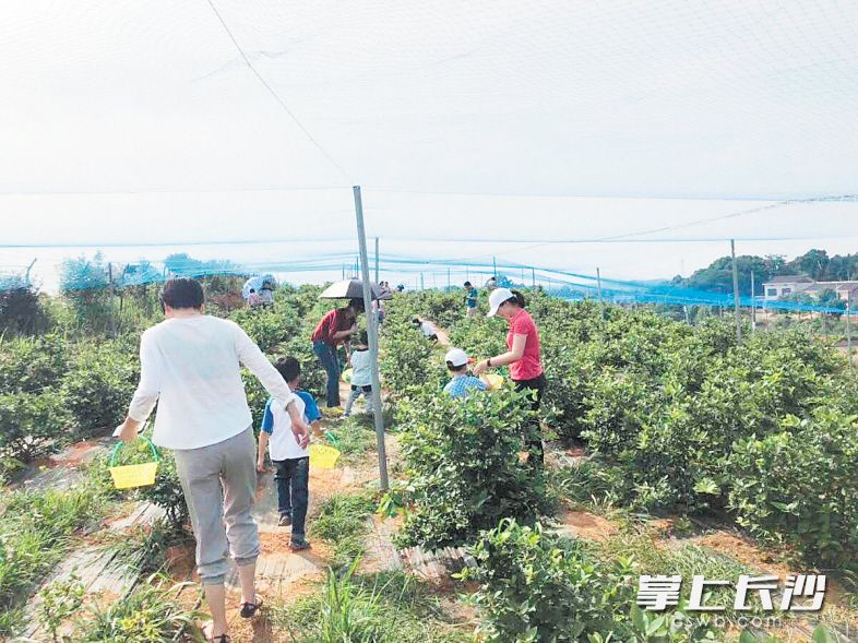 5000亩本地蓝莓抢“鲜”上市，采摘期将持续至8月