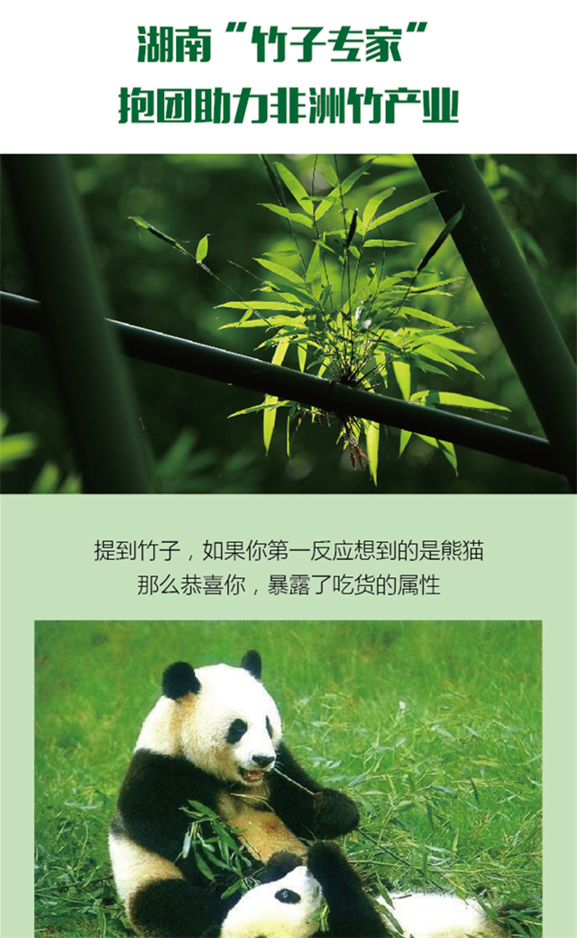 【图解】湖南“竹子专家”抱团助力非洲竹产业