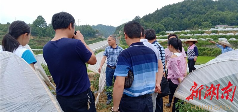 湖南省农业科学院蔬菜研究所李雪峰,戴雄泽,杨