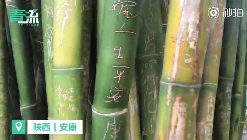 陕西4A景区八成竹子被刻字:种了十几年,恢复难