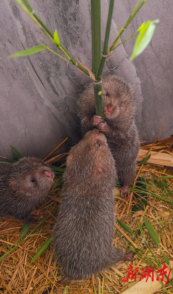 "啃"出致富路--花垣县发展竹狸产业助民增收脱贫记