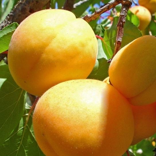 郴州黄桃畅销粤港澳大湾区  2050吨黄桃将分批次销往广东、香港、澳门等地