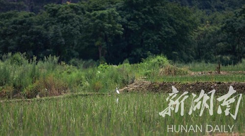 民生丨江华龙造窝村：马蹄地上白鹭飞