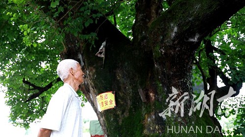 民生丨江华竹园寨社区：千年夫妻树保存完好