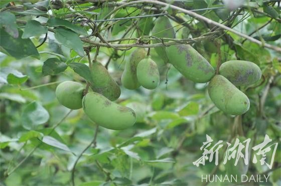 中药材八月瓜