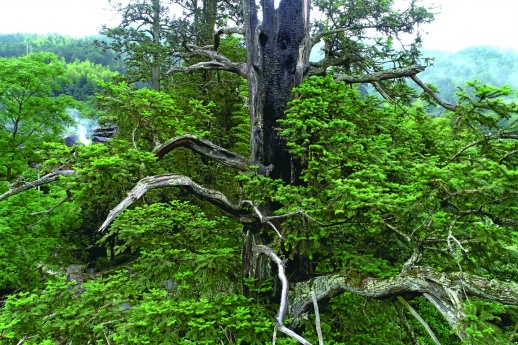 桑植亮葉水青岡古樹