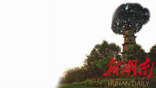 最新奇:望城九峰山古朴树 百年古塔塔尖长树,塔树共生 - 深读 - 新湖南