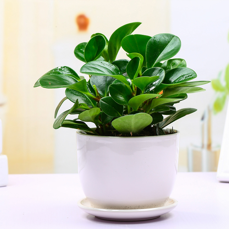 说法,给自己的办公桌,家里的书桌上,摆上好几盆号称能够防辐射的绿植